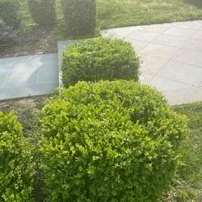 Bush Trimming by Harvey Handy & Lawn reviewed on May 19, 2025