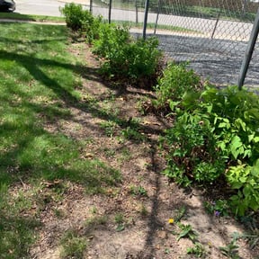 Leaf Removal by Lawn care Debris and Tree reviewed on August 10, 2024