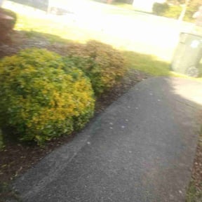Bush Trimming by SW Services reviewed on May 17, 2025