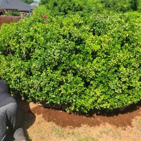 Bush Trimming by TruGreen LawnCare reviewed on March 24, 2025