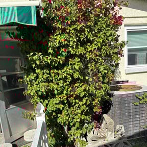 Bush Trimming by Lawngevity Landscape and Maintenance reviewed on June 1, 2022