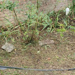 Flower Bed Weeding by MowBros reviewed on May 20, 2025