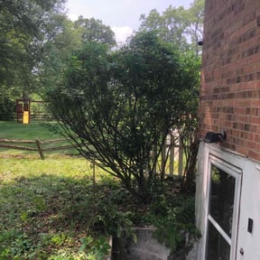 Bush Trimming by 180 Lawn and Landscape LLC reviewed on July 26, 2022