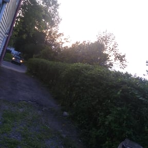 Bush Trimming by Ortiz landscape reviewed on May 14, 2025