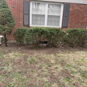 Bush Trimming by FPS reviewed on June 1, 2022