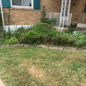 Bush Trimming by Garden Lawn Care reviewed on July 1, 2022