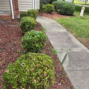 Bush Trimming by CleanCutsLawnCare reviewed on June 4, 2022