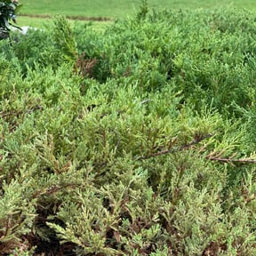 Flower Bed Weeding by Lawnawn, LLC reviewed on May 27, 2020