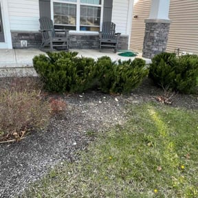 Bush Trimming by Reset ladscaping reviewed on June 8, 2022