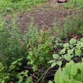 Cleanups by Mowtown landscaping reviewed on June 27, 2022
