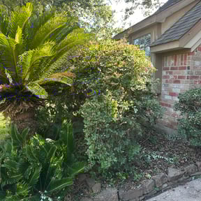 Bush Trimming by Green Dream Lawn reviewed on October 18, 2022