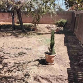 Leaf Removal by Maciel Landscaping reviewed on April 2, 2025