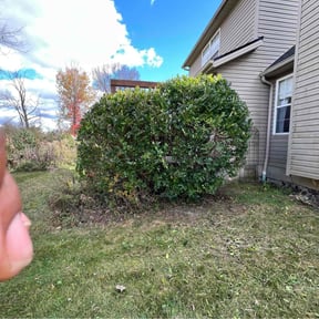 Bush Trimming by Lucero Landscaping reviewed on July 20, 2022