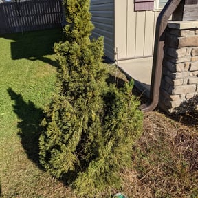 Bush Trimming by Torres Lawn Care reviewed on May 19, 2022