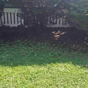 Leaf Removal by The Lawn Barber reviewed on August 6, 2024