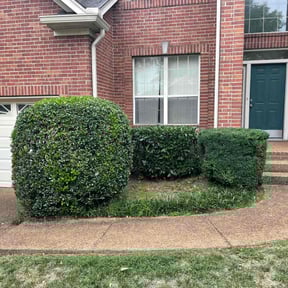 Bush Trimming by Andasol Landscaping reviewed on July 7, 2025