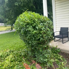 Bush Trimming by RTH Lawn Service & Landscaping LLC reviewed on December 22, 2021