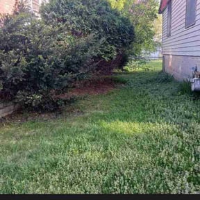 Bush Trimming by DC Landscaping reviewed on August 8, 2022