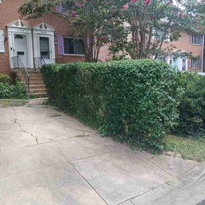 Bush Trimming by Lawn services JAV reviewed on June 2, 2025