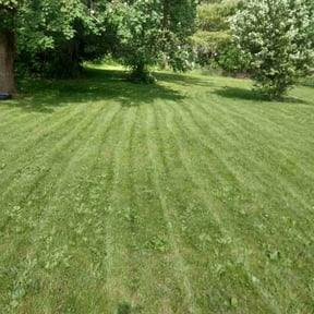 Cleanups by Swole Lads Lawn-Care Services LLC reviewed on August 7, 2022