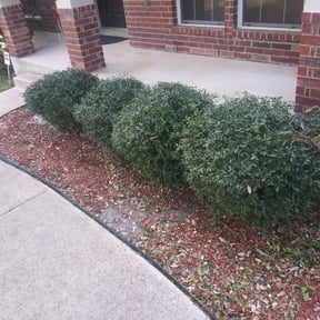 Bush Trimming by Jackson Lawn Care reviewed on March 4, 2025