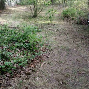 Leaf Removal by Cuts By Chuck reviewed on December 31, 2024