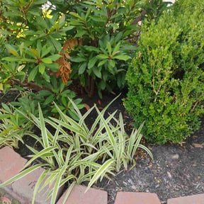 Flower Bed Weeding by 3DM reviewed on March 26, 2022