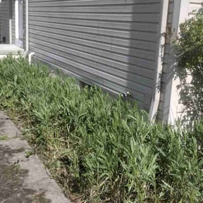 Flower Bed Weeding by Reliable Cuts Lawn service LLC reviewed on June 21, 2022