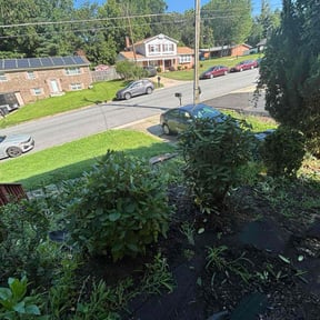 Bush Trimming by Jerrel's Handyman & Lawn Service LLC reviewed on June 17, 2022