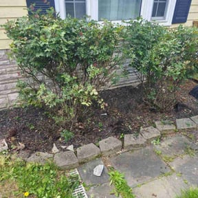 Bush Trimming by Scube and Sons reviewed on June 17, 2025