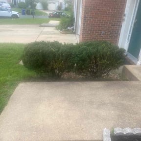 Bush Trimming by Jack's Lawn Care reviewed on June 2, 2022