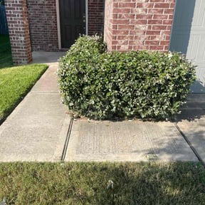 Bush Trimming by EP Remodeling LLC reviewed on March 21, 2025