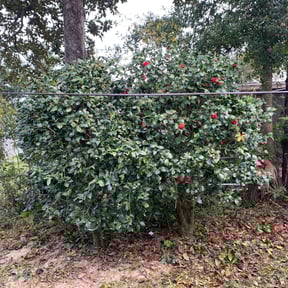Bush Trimming by Aura lawn pros reviewed on June 12, 2022