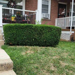 Bush Trimming by Family Lawn Care reviewed on June 15, 2022