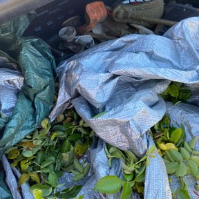 Bush Trimming by DNDLANDSCAPING LLC reviewed on June 25, 2022