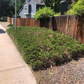 Bush Trimming by Royalty lawn care reviewed on May 23, 2022