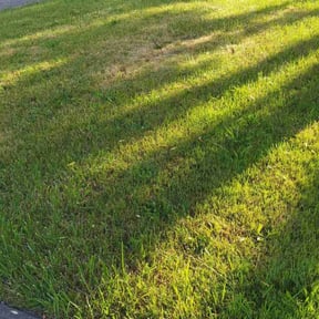 Leaf Removal by Arroyo Lawn Service reviewed on May 24, 2022