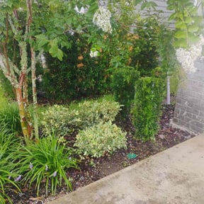 Bush Trimming by HTS Landscapes reviewed on June 29, 2022