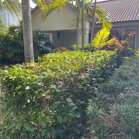 Bush Trimming by Gomez Property  Maintenance reviewed on June 23, 2022