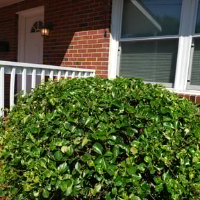 Bush Trimming by C &amp; D Lawn Care reviewed on August 5, 2025