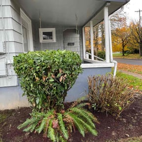 Bush Trimming by Al Vazquez Landscape Maintenance LLC. reviewed on September 6, 2024