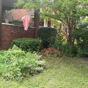 Bush Trimming by Junk by Day Gone by Night reviewed on October 1, 2024