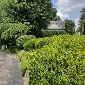 Bush Trimming by LISKO LAWNCARE AND TRASH REMOVAL LLC reviewed on June 13, 2022