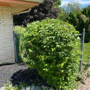 Bush Trimming by Nicholas Garbooshian reviewed on June 23, 2022