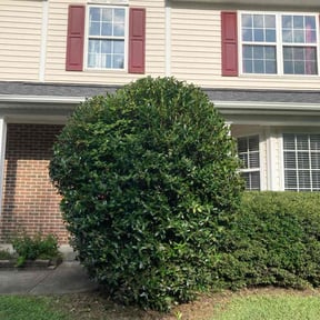 Bush Trimming by Fresh Cut Grounds reviewed on May 8, 2025