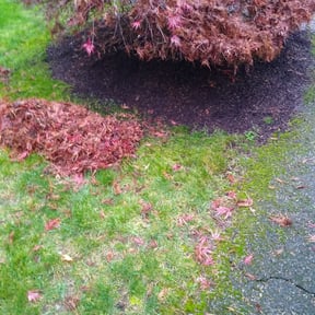 Leaf Removal by Thomas’s Lawn Care reviewed on June 11, 2022