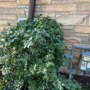 Bush Trimming by LSLTDallas/FortWorthTruGreen reviewed on April 16, 2024