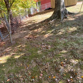 Leaf Removal by Green Collar Lawns reviewed on August 5, 2022