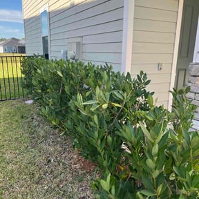 Bush Trimming by Keith Dalke reviewed on June 15, 2022
