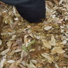 Leaf Removal by Blooming SEEDZ reviewed on March 31, 2025